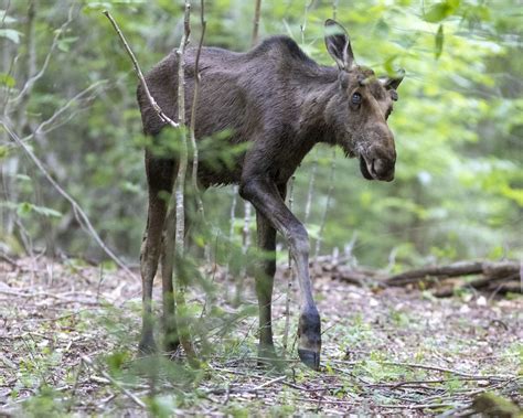 Minnesota scientists gain key insights into parasite that’s threatening state’s moose population